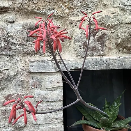 La Casina Del Borgo - Monolocale Nettuno * Perúgia